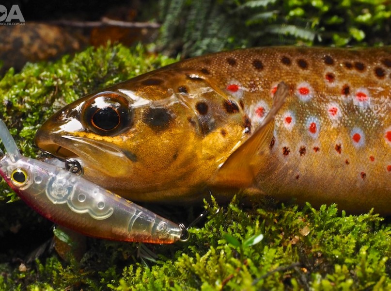 IDA's Best Trout Fishing Lures