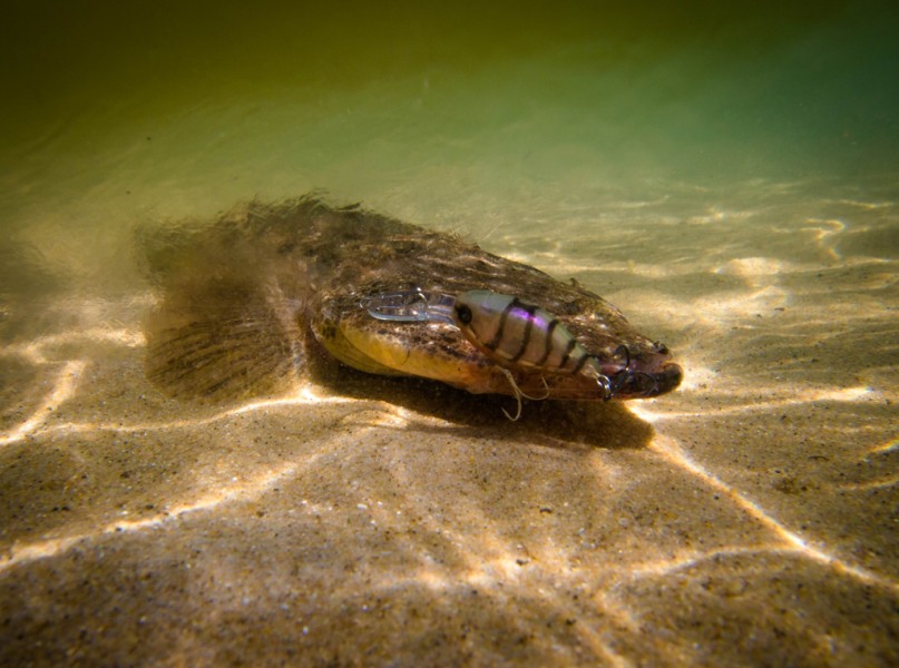 5 Tips for Flathead Fishing with Lures