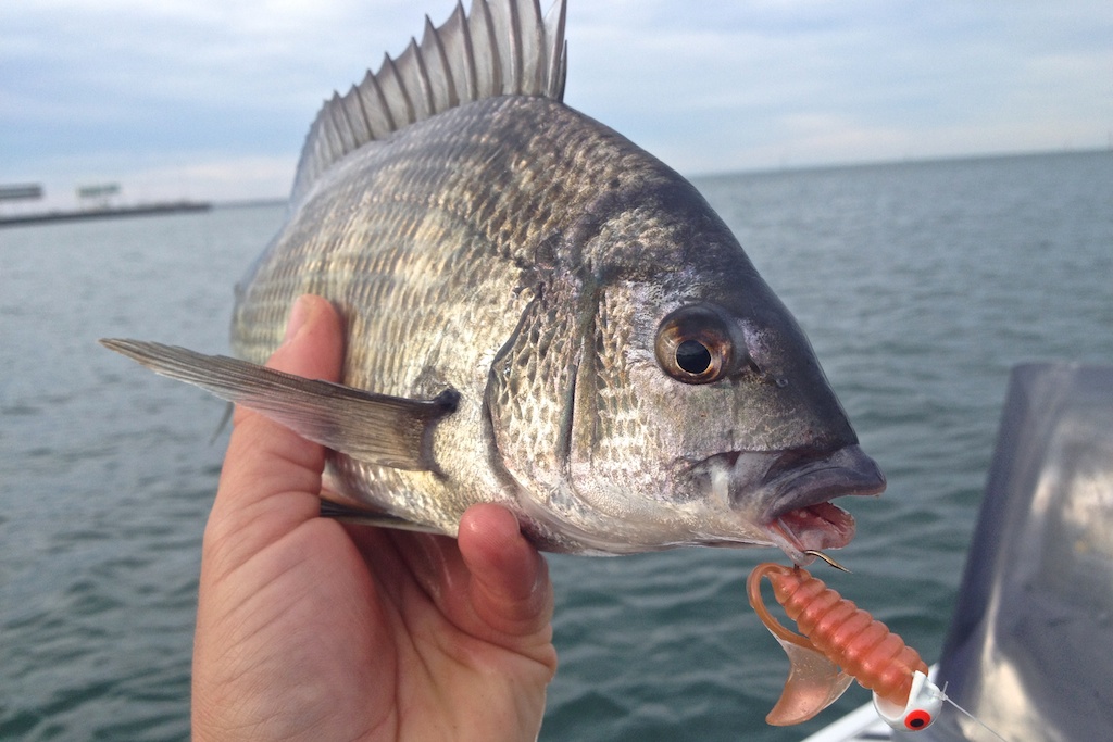 Port Phillip Bay Fish Species Chart