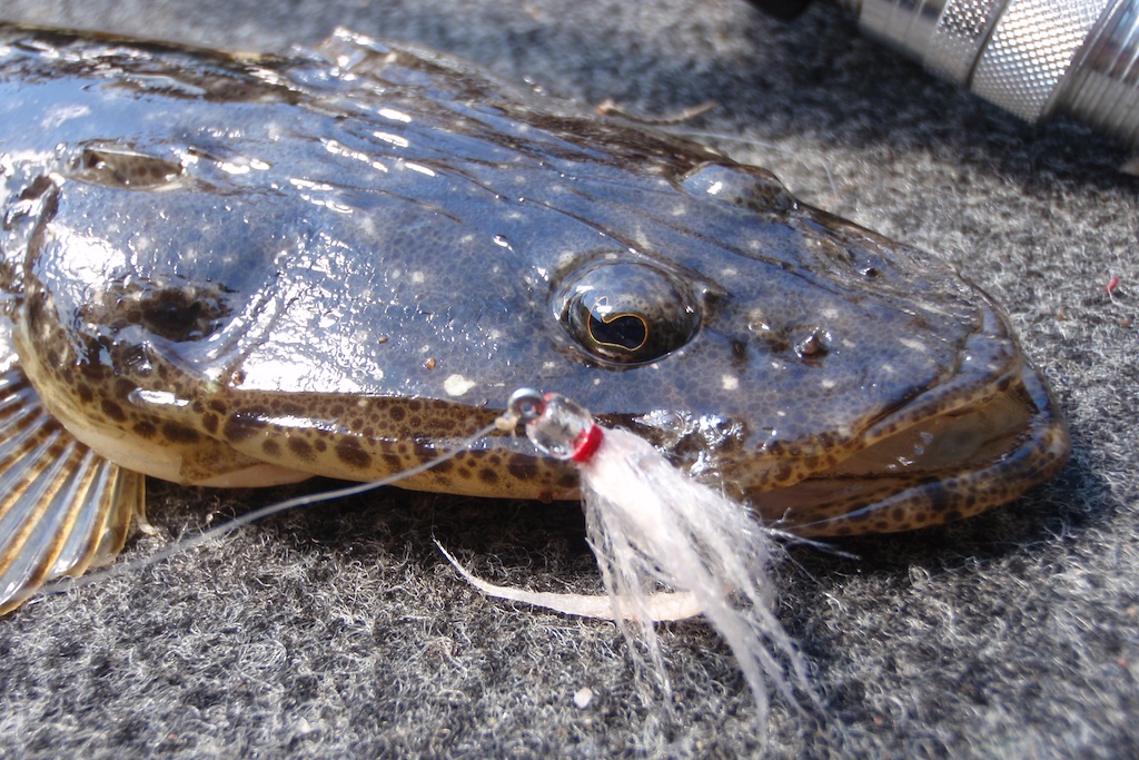 5 Tips for Flathead Fishing with Lures