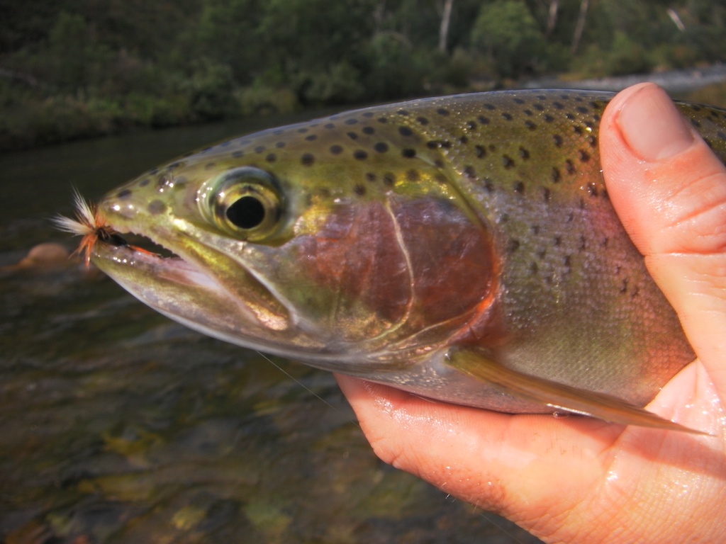 murray river trout