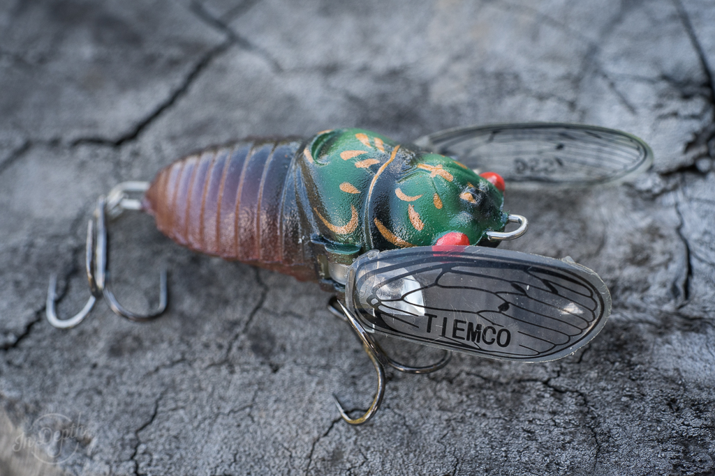 Cicada fishing lures and how to fish them