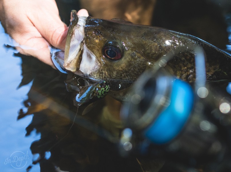 Live Bait vs Artificial: Which Fishing Technique Is Best For